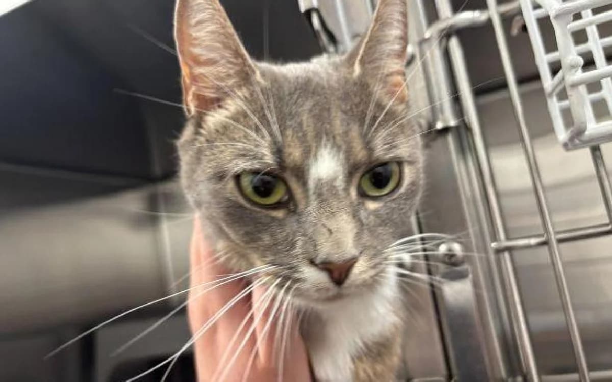 Kit Kat, female young Mixed Breed Cat for adoption at SSPCA, Edinburgh