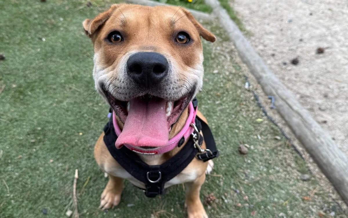 May Ling, male young Mixed Breed for adoption at SSPCA, Edinburgh