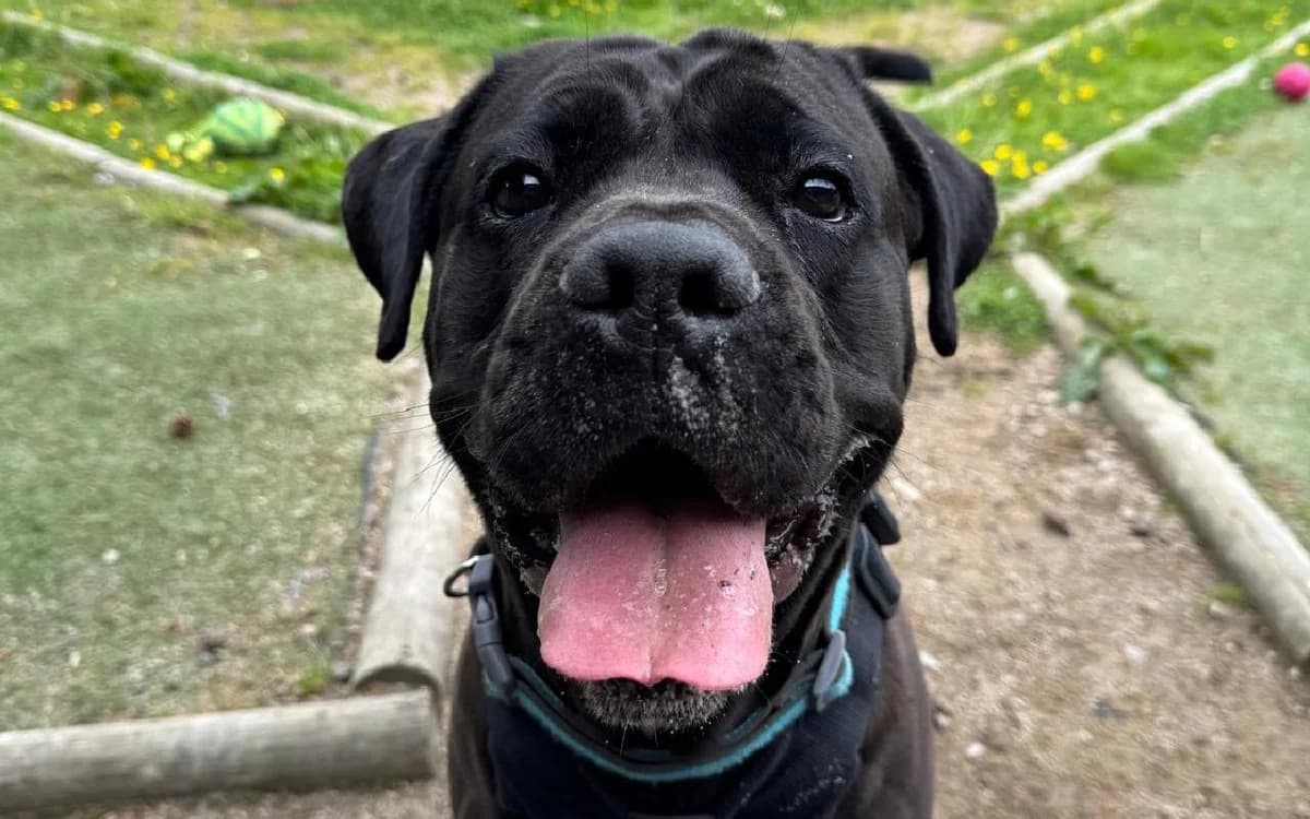 Cleo, female 3yo Cane Corso for adoption at SSPCA, Edinburgh