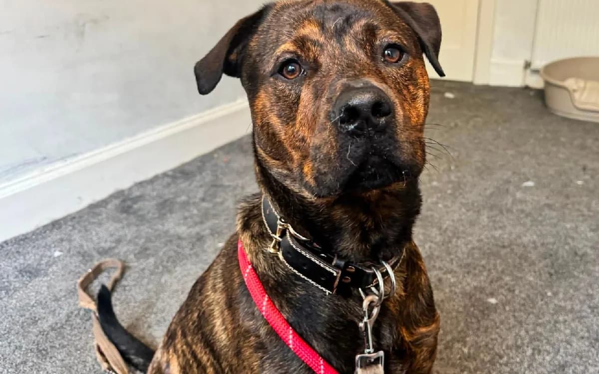 Oscar, male young Mixed Breed for adoption at SSPCA, Edinburgh