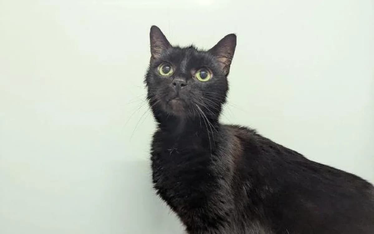 Giyu, male 7yo Mixed Breed Cat for adoption at SSPCA, Edinburgh