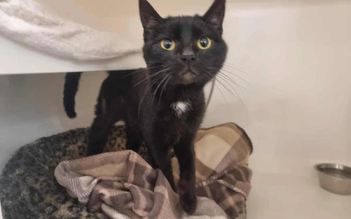 Flint, male young Mixed Breed Cat for adoption at SSPCA, Edinburgh