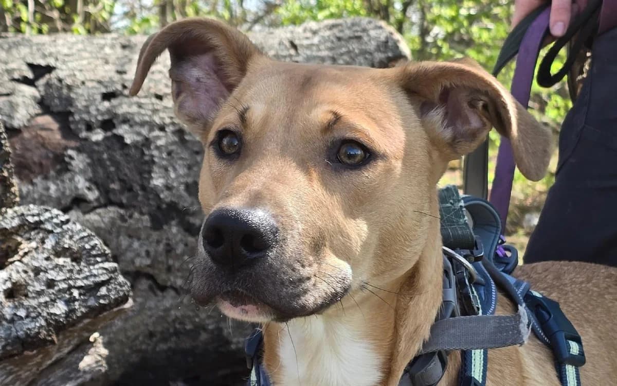 Thunder, male puppy Mixed Breed for adoption at SSPCA, Edinburgh