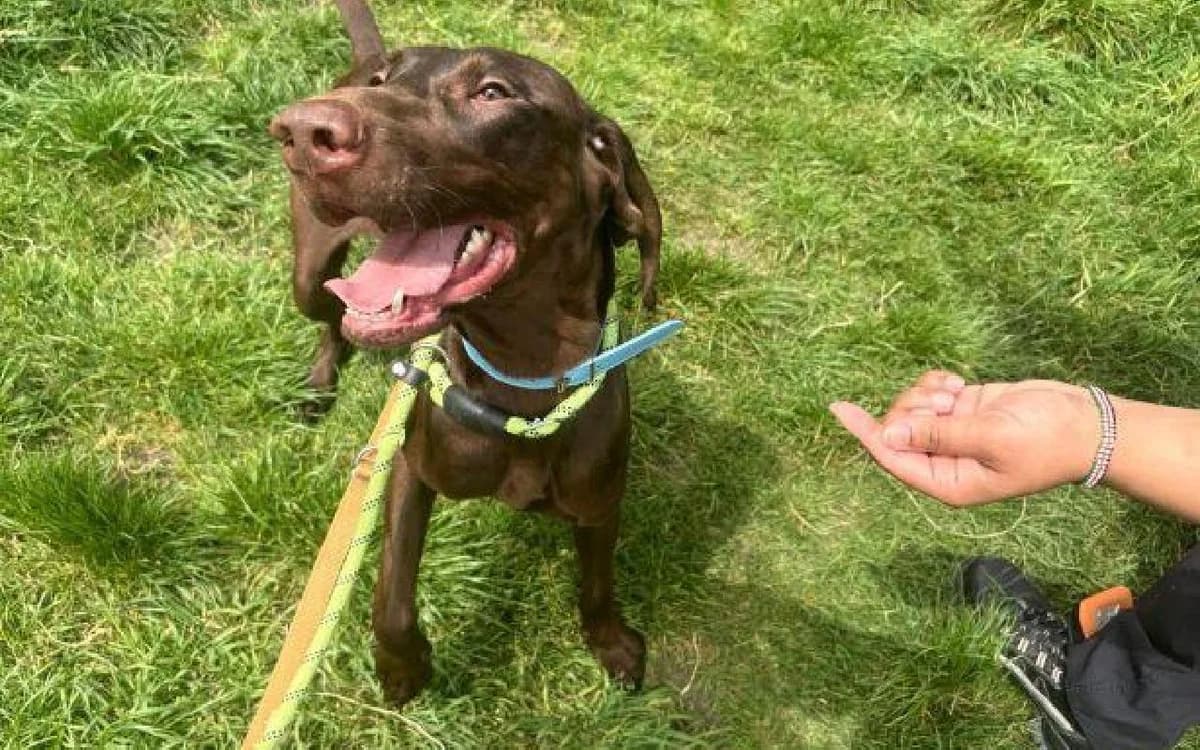Pam, female young Pointer for adoption at SSPCA, Edinburgh