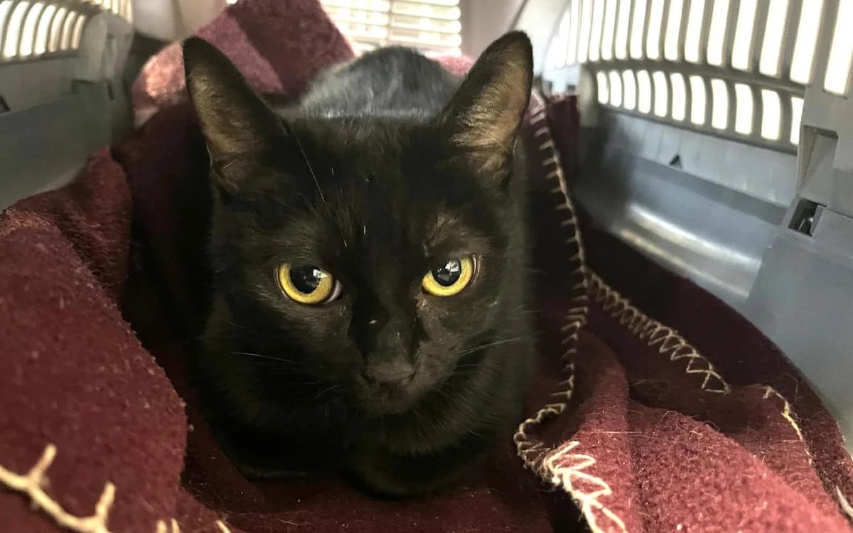 Lucy, female puppy Mixed Breed Cat for adoption at SSPCA, Edinburgh