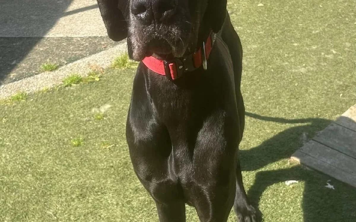 Hunter, male 5yo Great Dane for adoption at SSPCA, Edinburgh