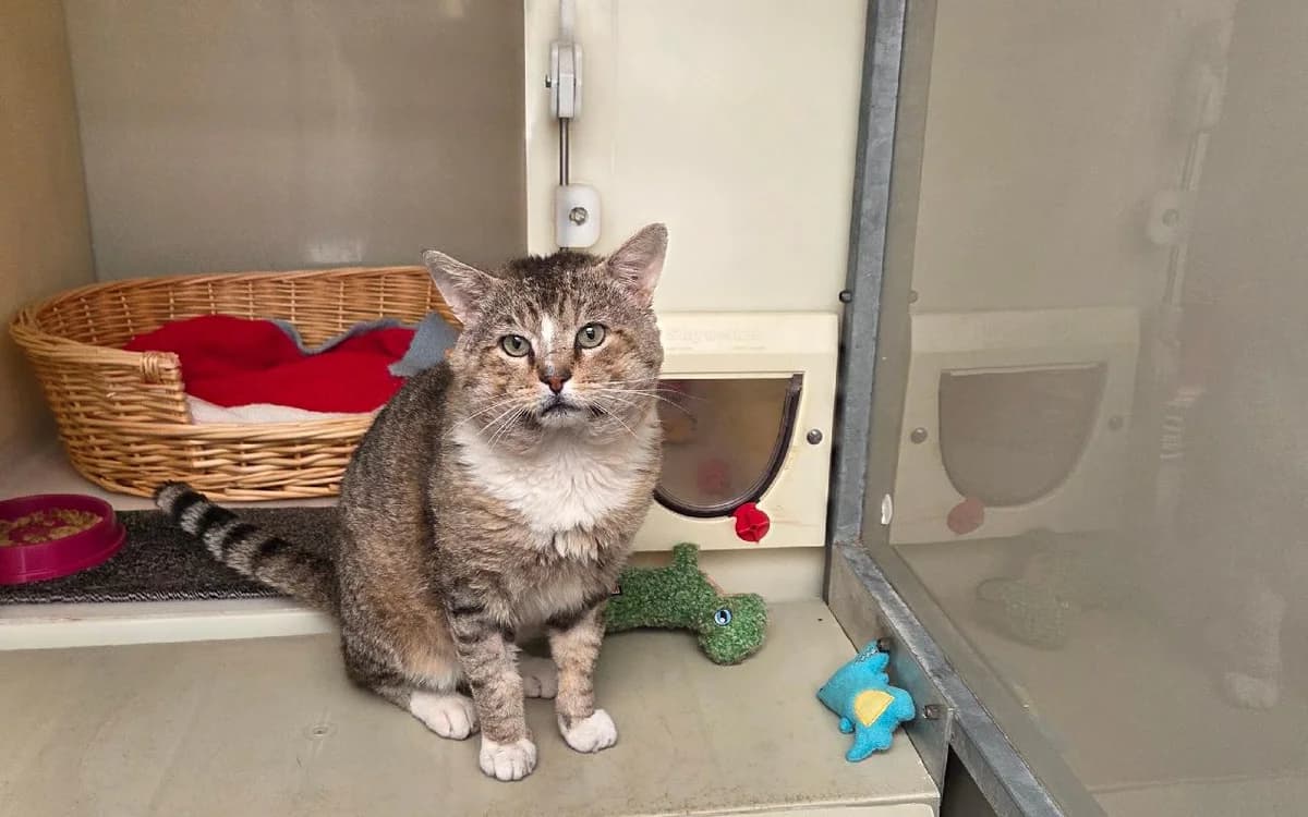 Tom, male 6yo Mixed Breed Cat for adoption at SSPCA, Edinburgh
