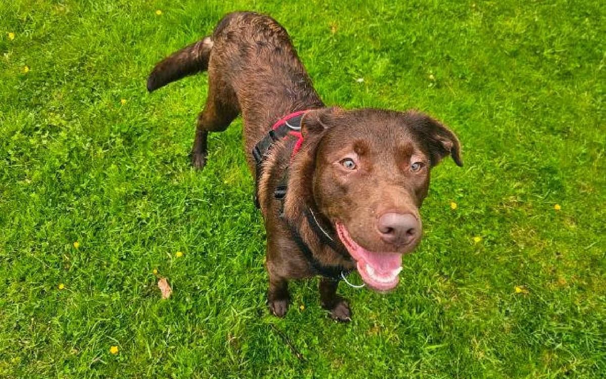 Benson, male young Labrador Retriever for adoption at SSPCA, Edinburgh