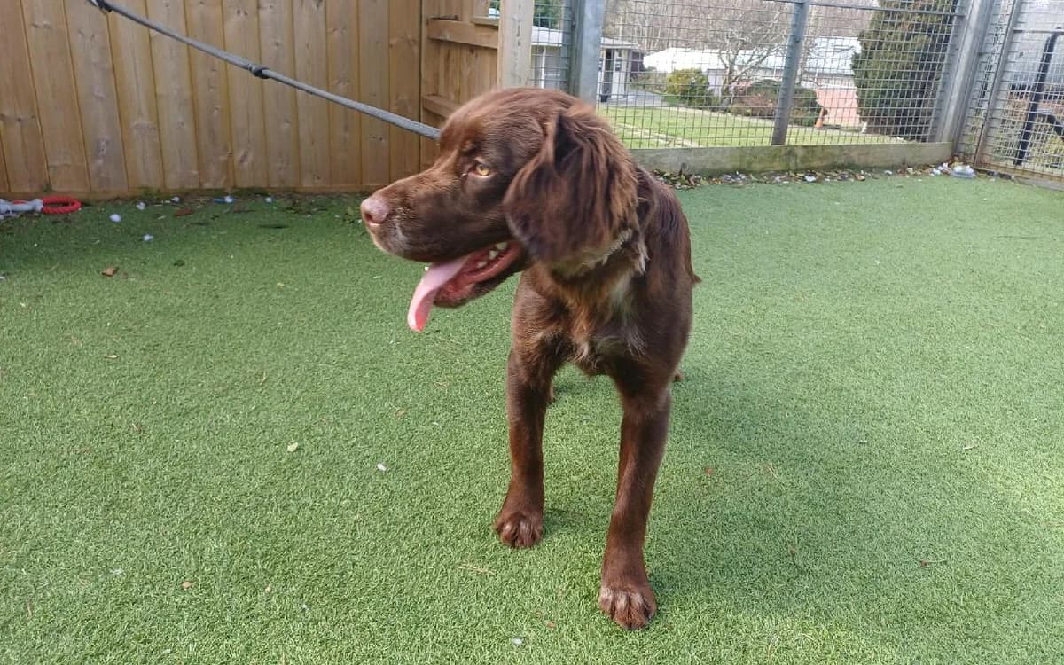 Bailey, female puppy mixed breed for adoption at SSPCA, Edinburgh
