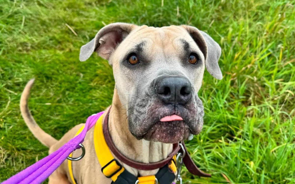 Fendy, female 4yo Cane Corso for adoption at SSPCA, Edinburgh