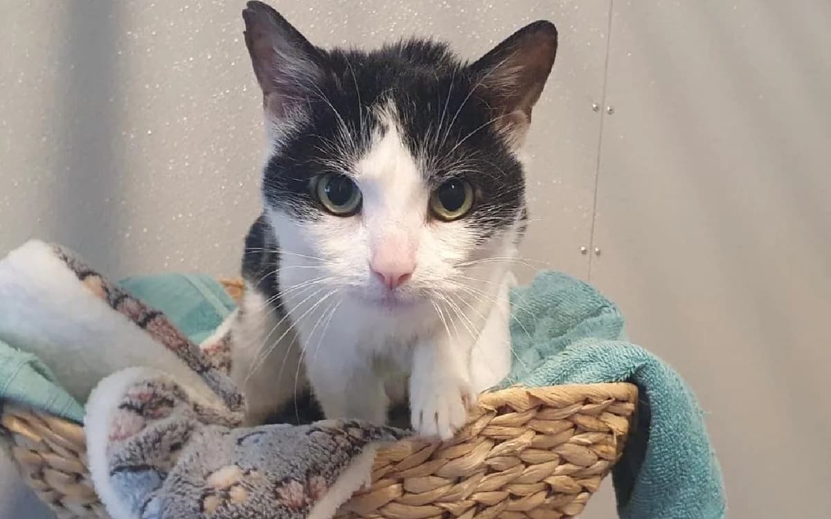 Lilith, female 6yo Mixed Breed Cat for adoption at SSPCA, Edinburgh