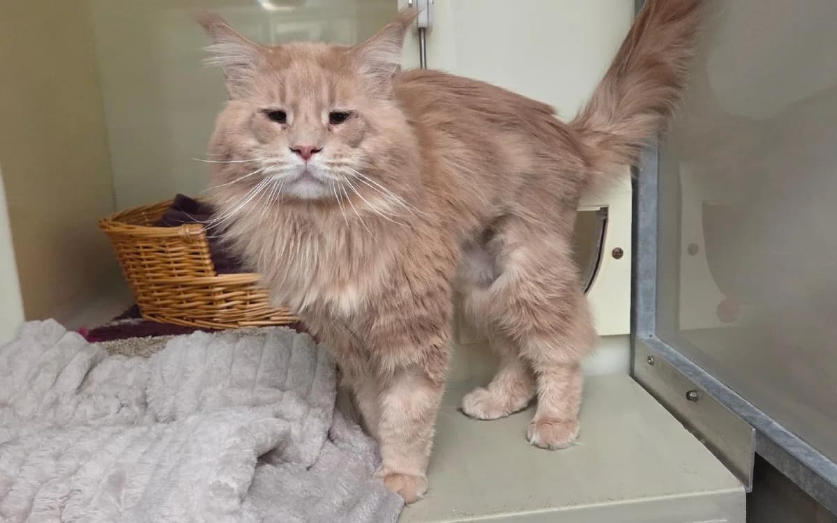 Rhudi, male 3yo Maine Coon for adoption at SSPCA, Edinburgh