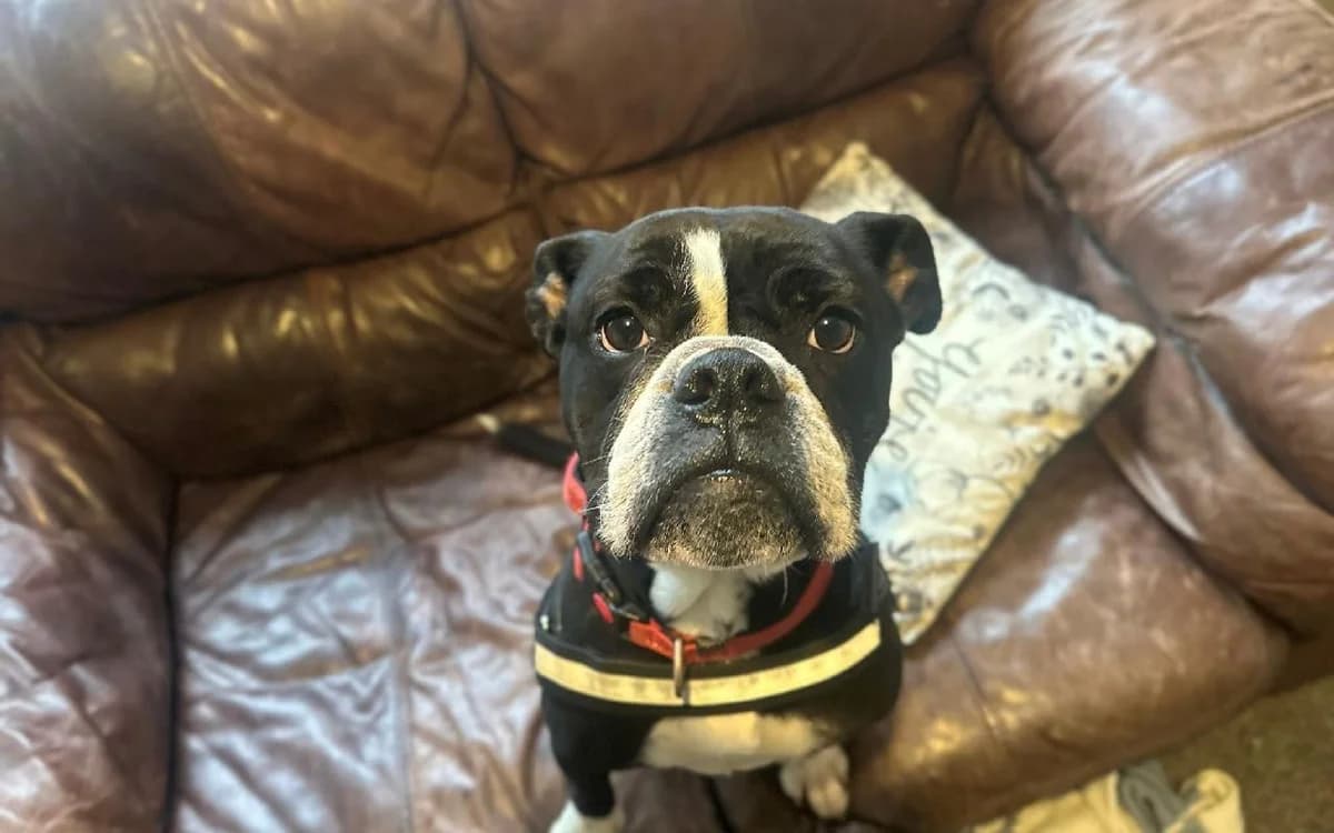 Peggy, female English Bulldog for adoption at Edinburgh