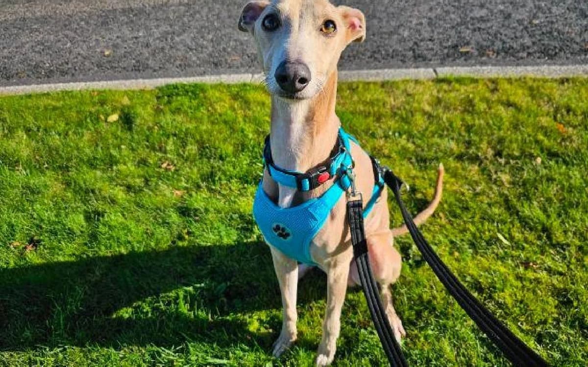 Blue, male 4yo Whippet for adoption at SSPCA, Edinburgh