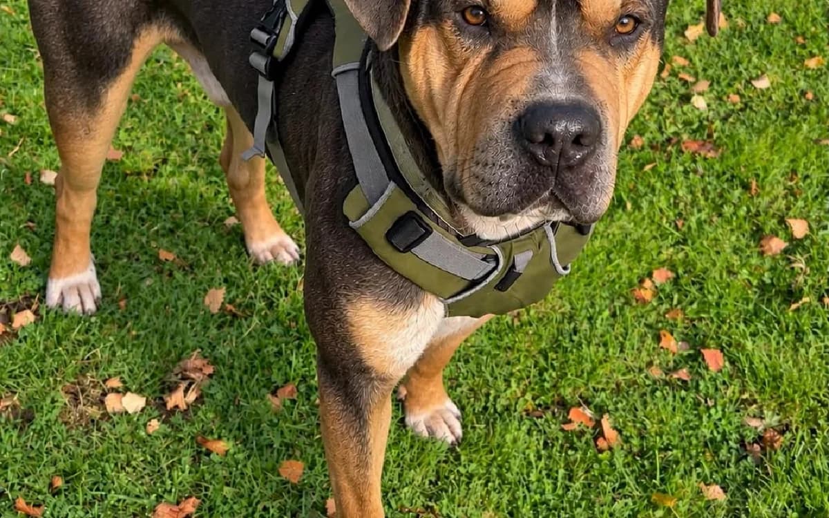 Teddy, male young Mixed Breed for adoption at SSPCA, Edinburgh