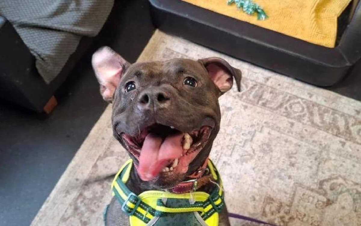 Star, female young Staffordshire Bull Terrier for adoption at SSPCA, Edinburgh