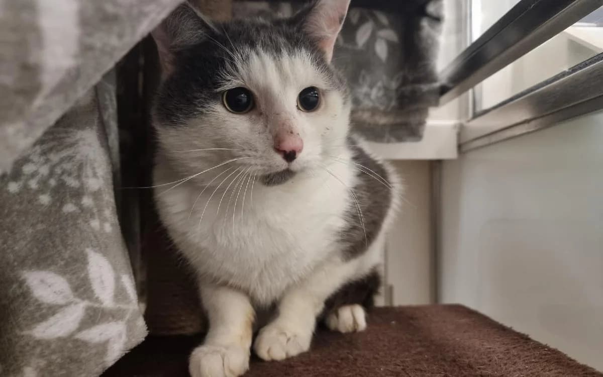 Nile, male 5yo Mixed Breed Cat for adoption at SSPCA, Edinburgh
