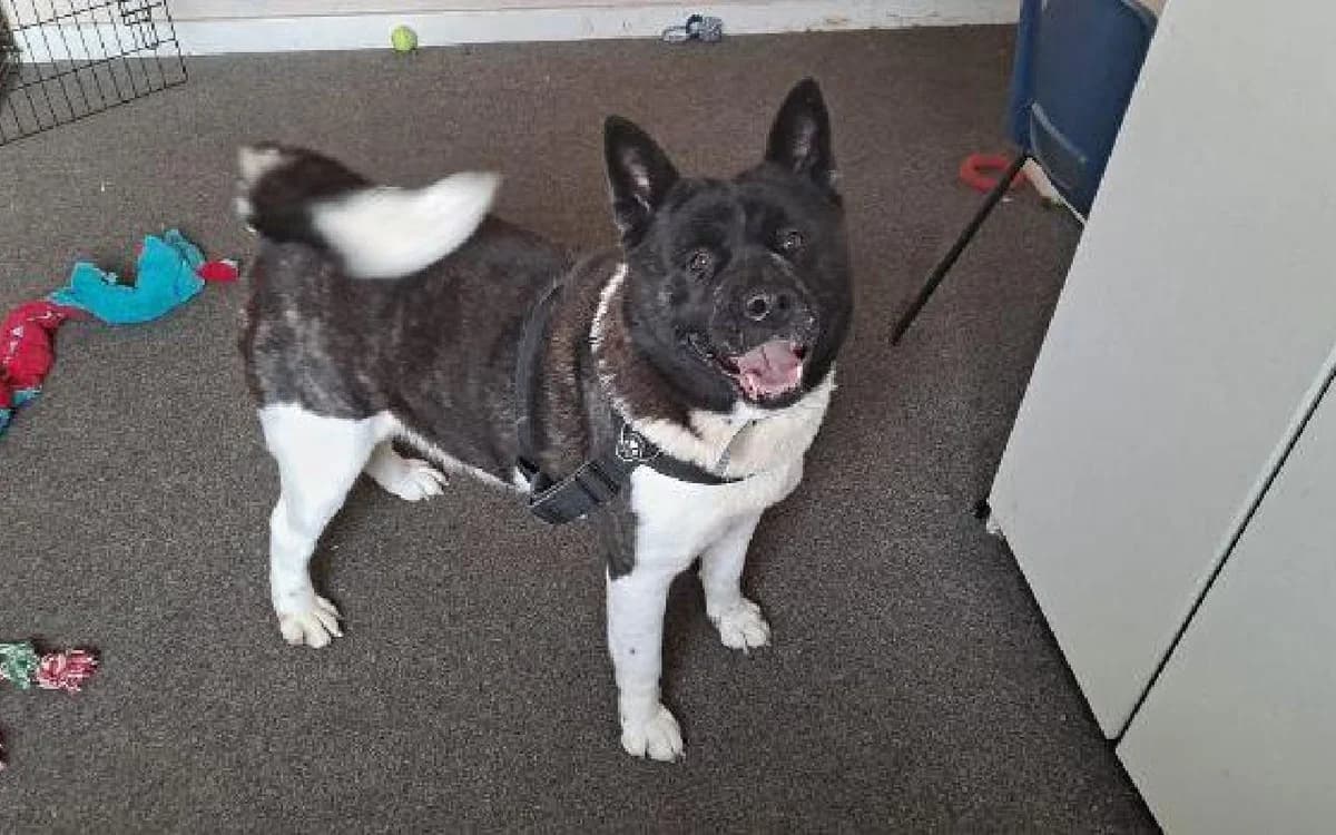 Tinkerbell, female 4yo Akita for adoption at SSPCA, Edinburgh