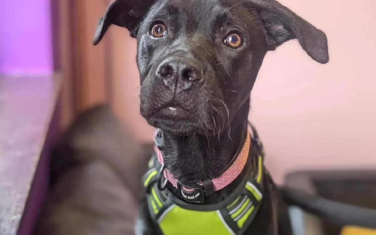 Sol, male puppy Labrador Retriever for adoption at SSPCA, Edinburgh