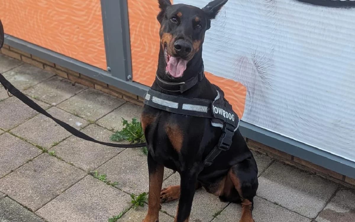 Arrow, female 3yo Doberman for adoption at SSPCA, Edinburgh