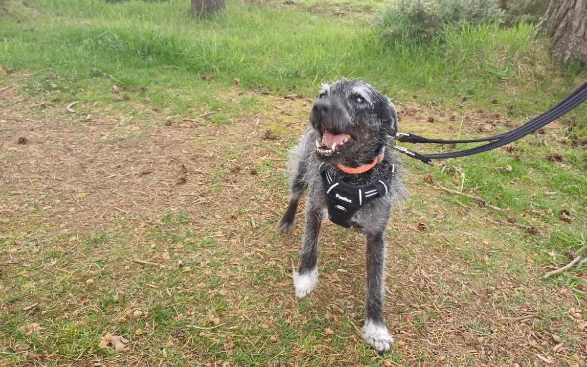 Tyro, male senior Patterdale Terrier for adoption at SSPCA, Edinburgh