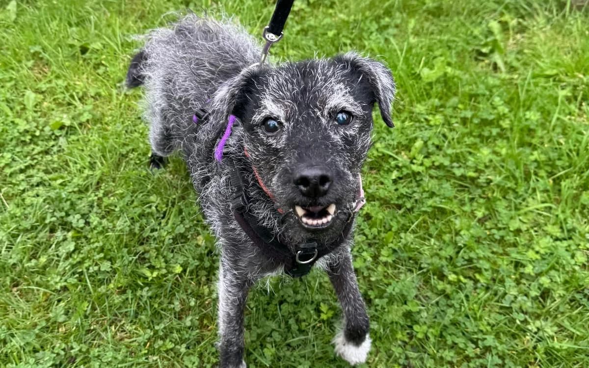 Tyro, male senior Patterdale Terrier for adoption at SSPCA, Edinburgh
