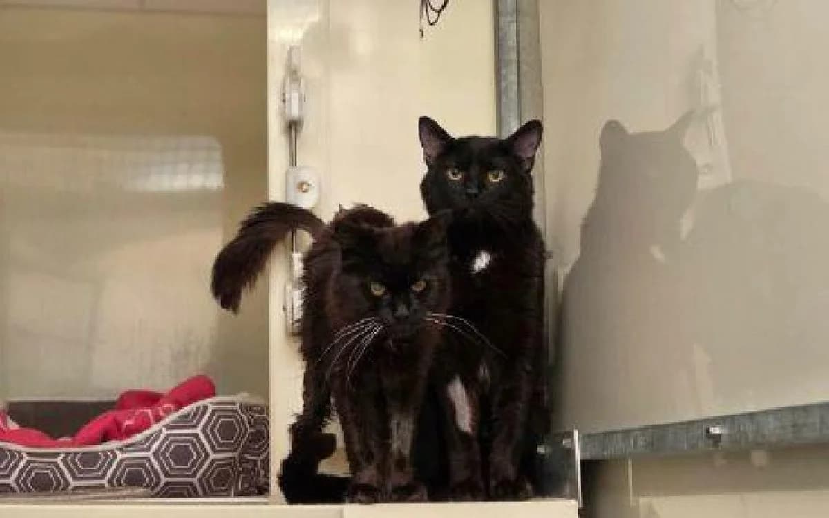 Tank and coda, male young Mixed Breed Cat for adoption at SSPCA, Edinburgh