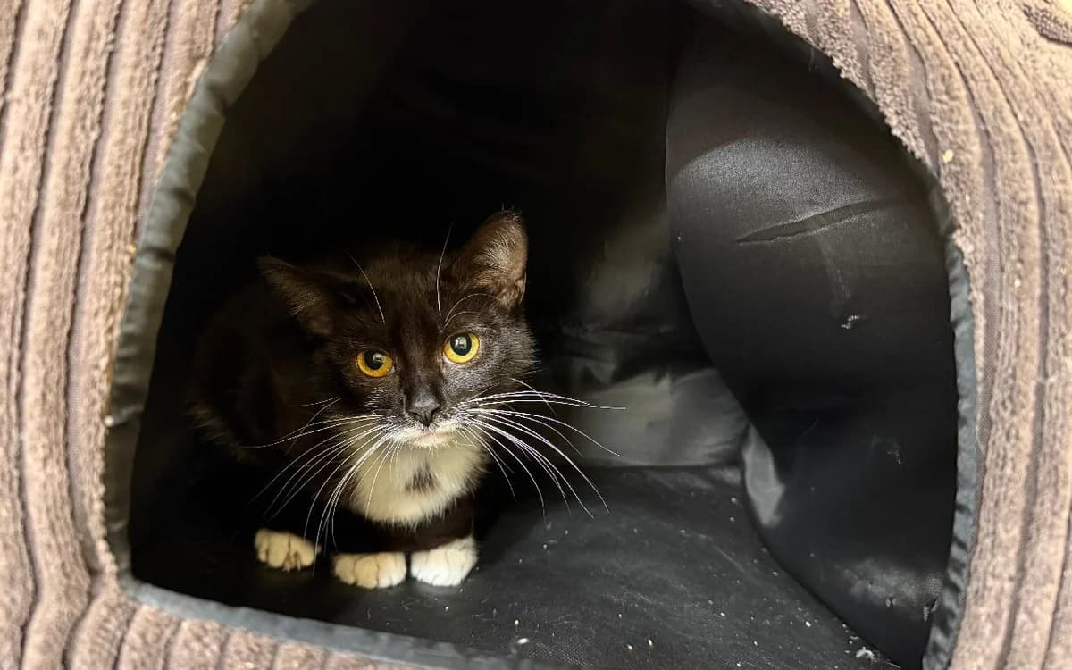 Orla, female young Mixed Breed Cat for adoption at SSPCA, Edinburgh