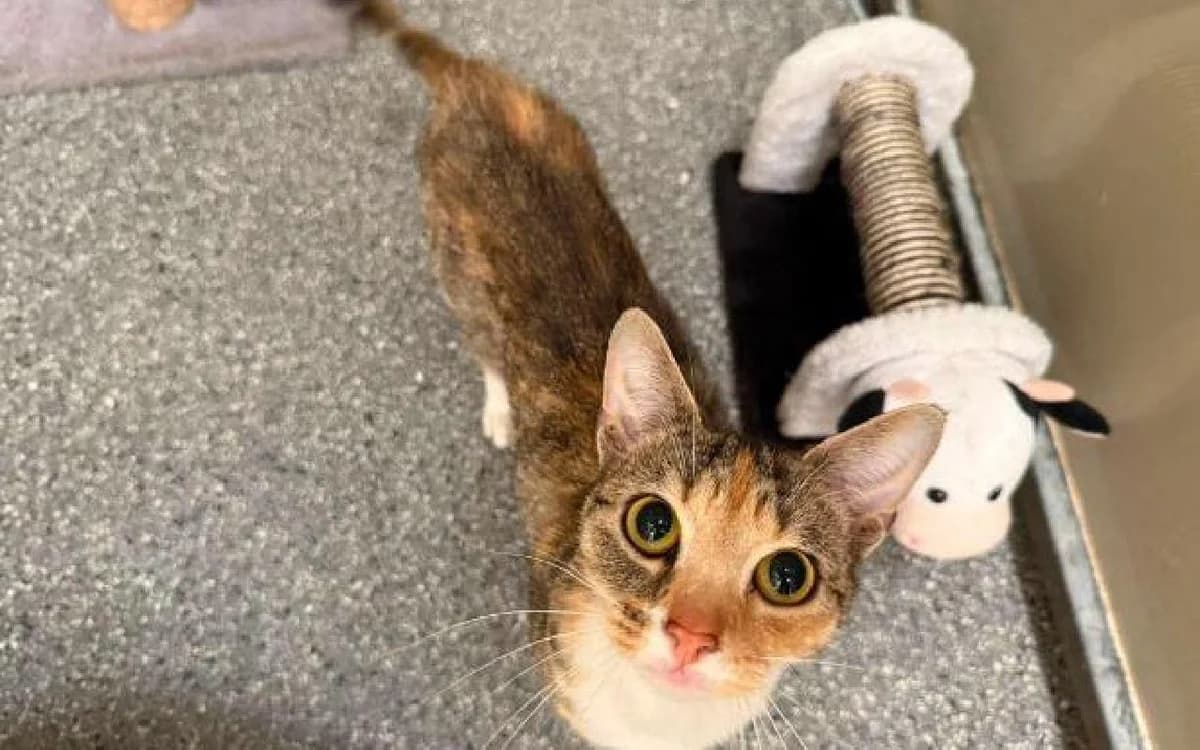 Remy, female Mixed Breed Cat for adoption at SSPCA, Edinburgh