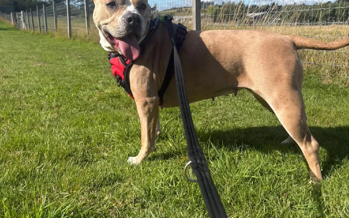 Duchess, female 3yo Staffordshire Bull Terrier for adoption at SSPCA, Edinburgh
