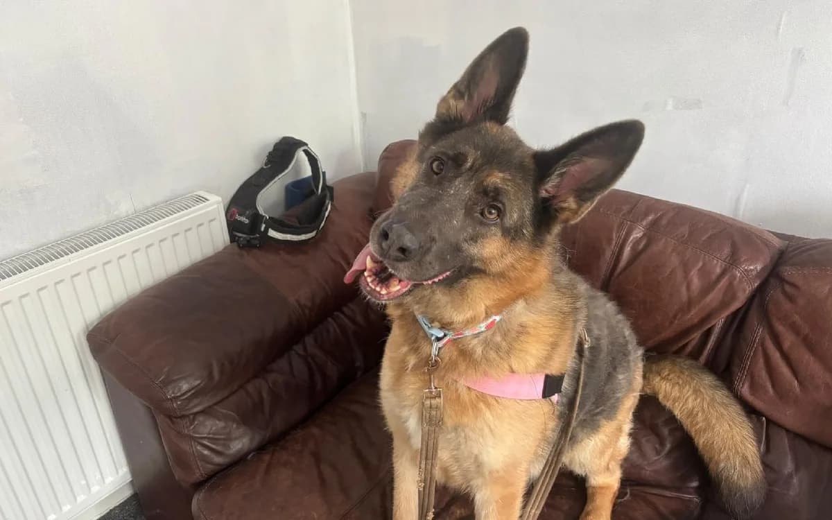 Molly, female 4yo German Shepherd for adoption at SSPCA, Edinburgh