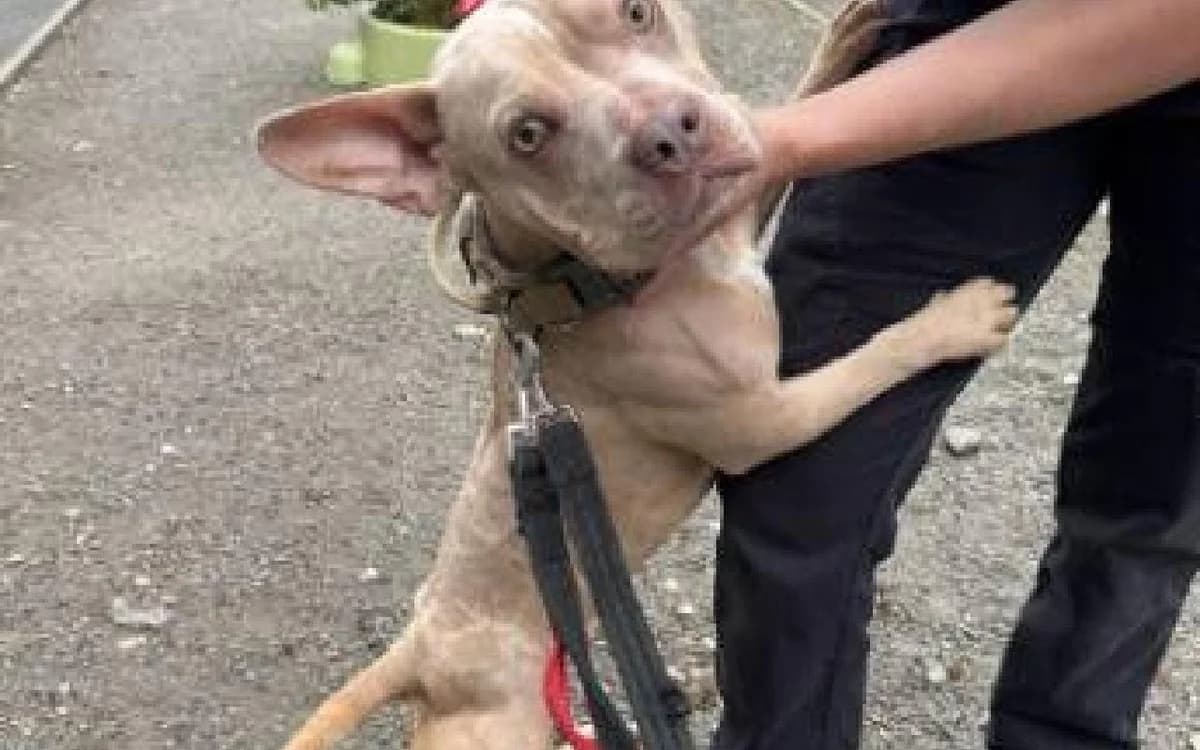 Luna, female 3yo English Bulldog for adoption at SSPCA, Edinburgh