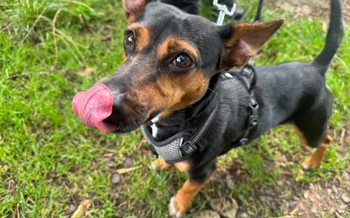 Mya, female young Jack Russell Terrier for adoption at SSPCA, Edinburgh