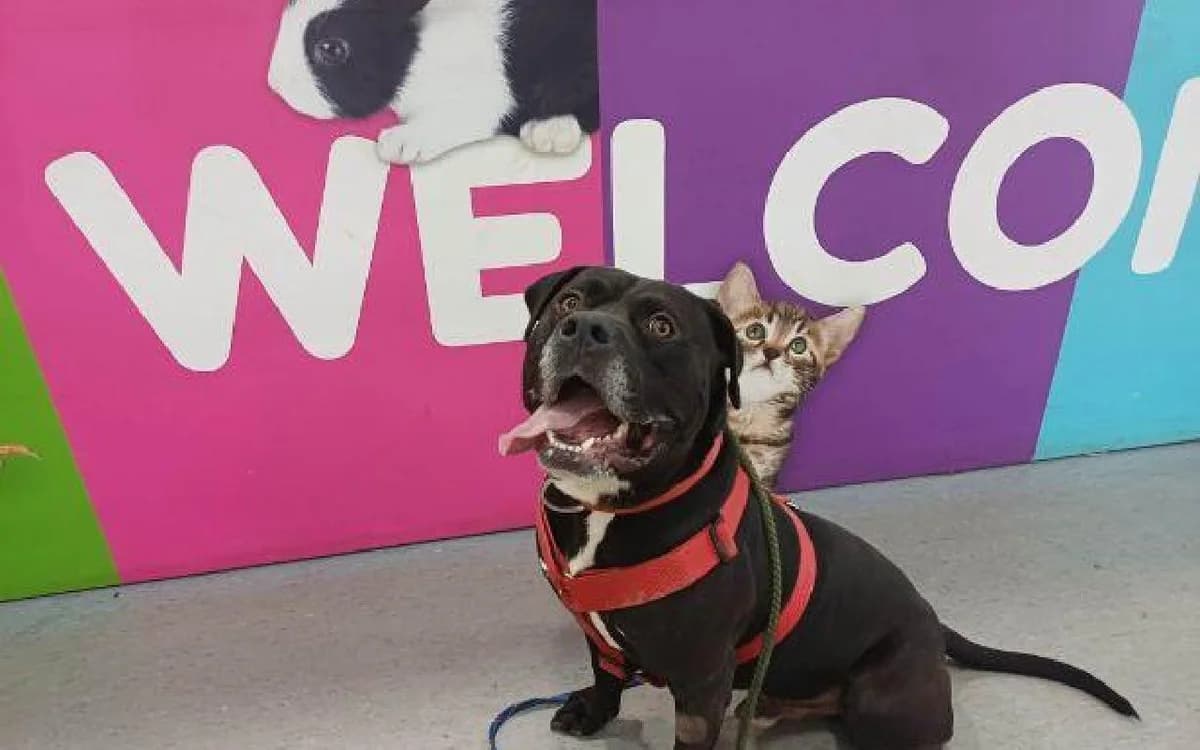 Lawrence, male 5yo Mixed Breed for adoption at SSPCA, Edinburgh