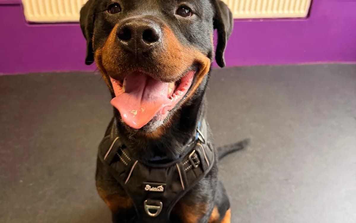 Rocky, male 3yo Rottweiler for adoption at SSPCA, Edinburgh