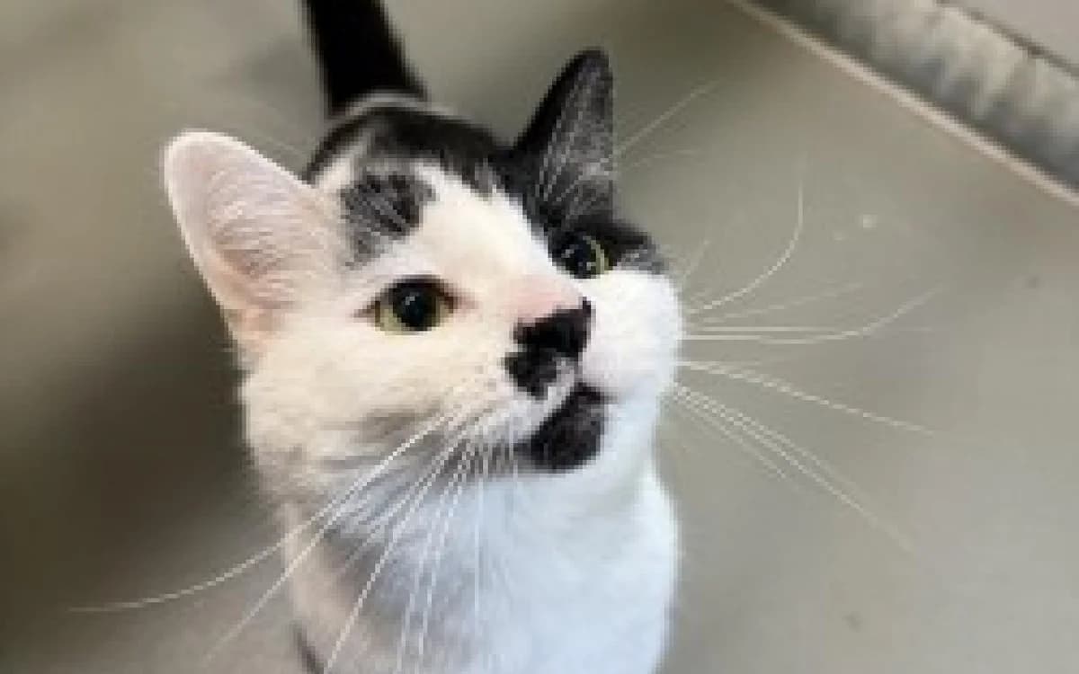 Cooper, male senior Mixed Breed Cat for adoption at SSPCA, Edinburgh