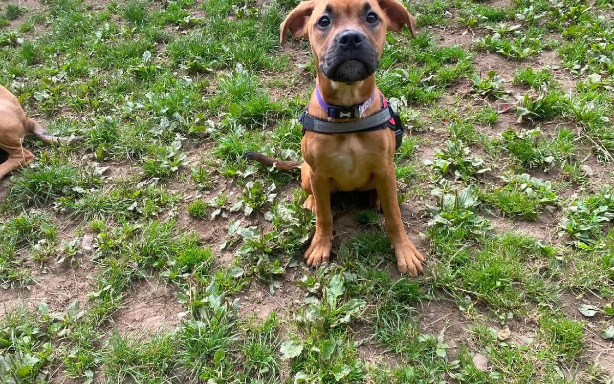 Rain, female puppy Mixed Breed for adoption at SSPCA, Edinburgh