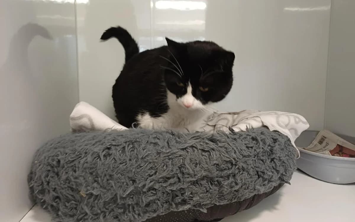 Reuben, male 5yo Mixed Breed Cat for adoption at SSPCA, Edinburgh