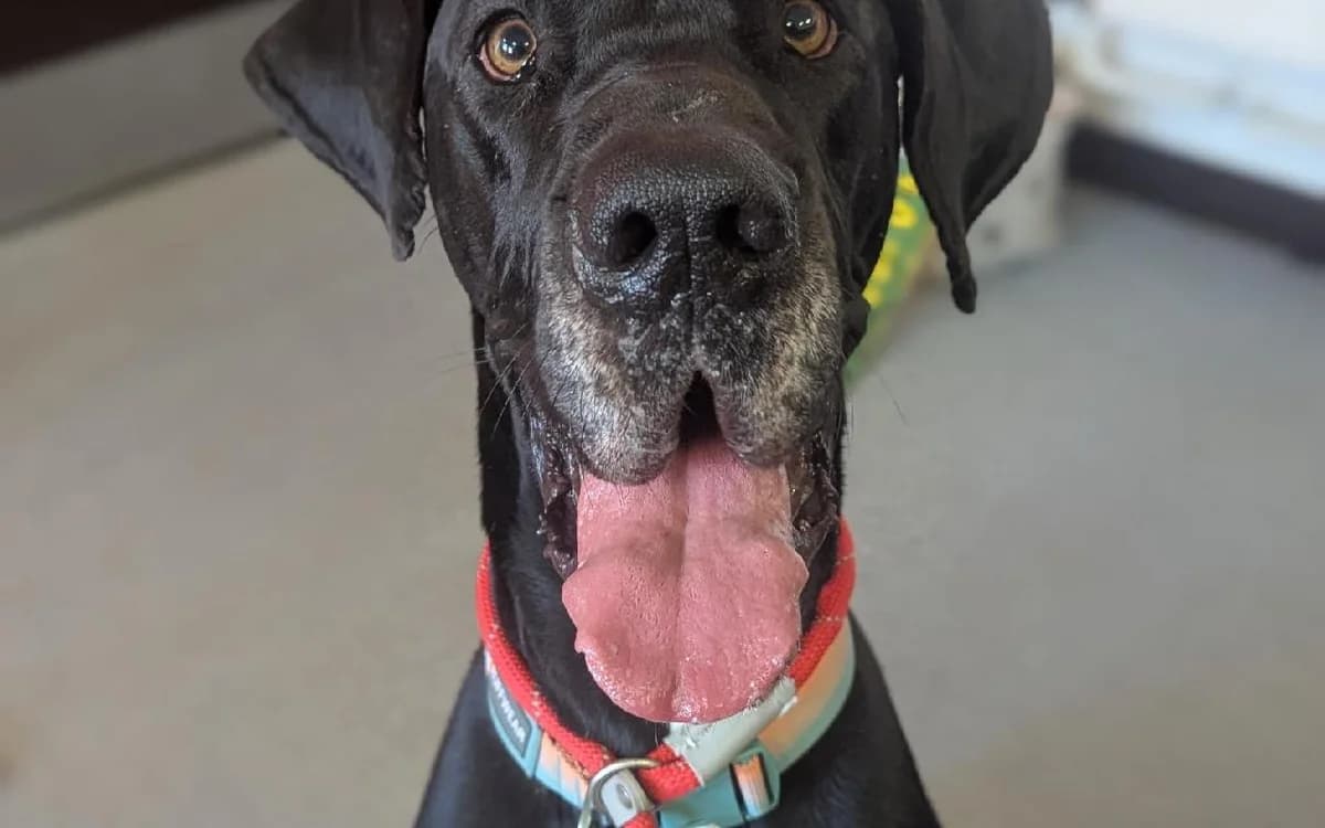Domi, female young Great Dane for adoption at SSPCA, Edinburgh
