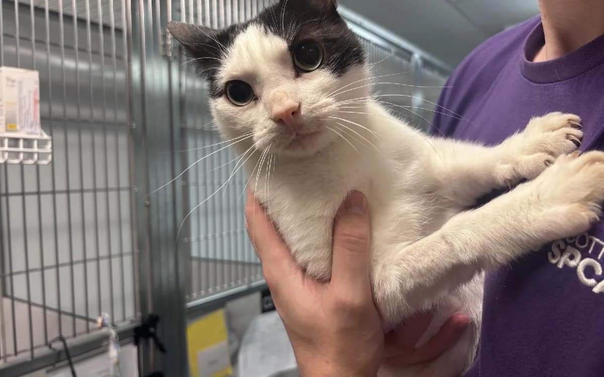 Kieran, male 4yo Mixed Breed Cat for adoption at SSPCA, Edinburgh