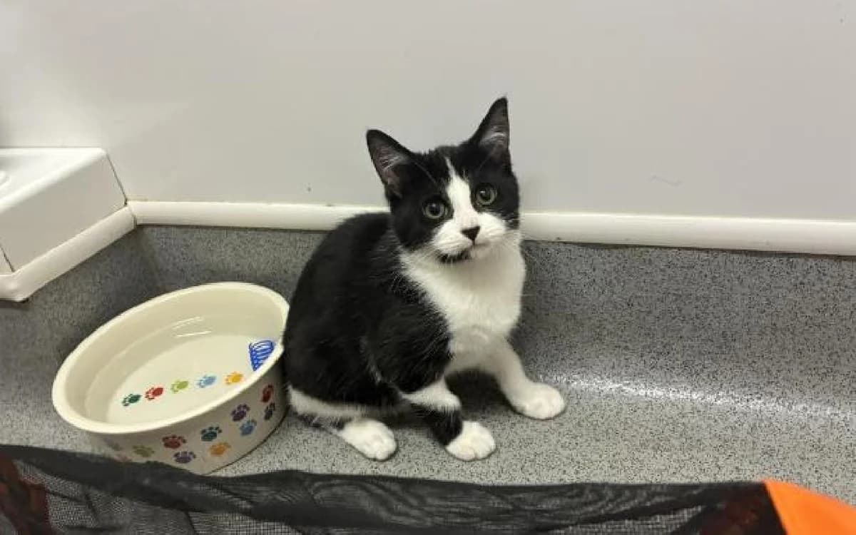Alanas, male puppy Mixed Breed Cat for adoption at SSPCA, Edinburgh