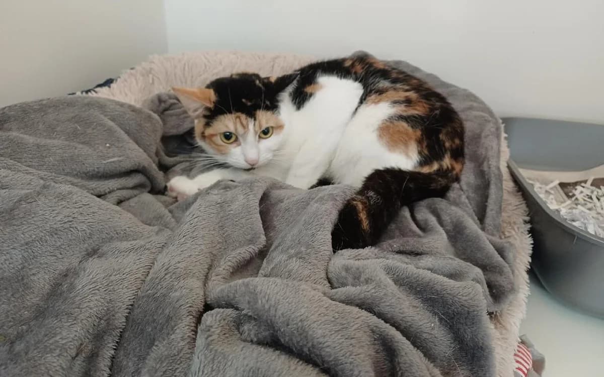 Juno, female young Mixed Breed Cat for adoption at SSPCA, Edinburgh