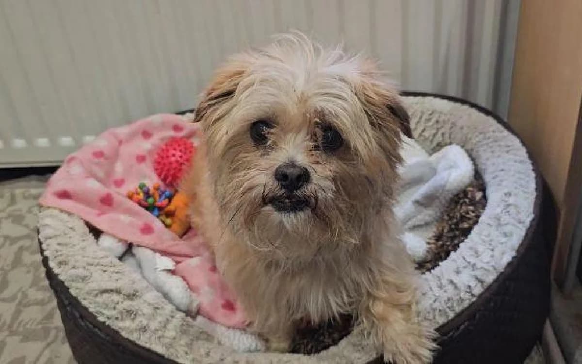 Terrance, male 5yo Mixed Breed for adoption at SSPCA, Edinburgh