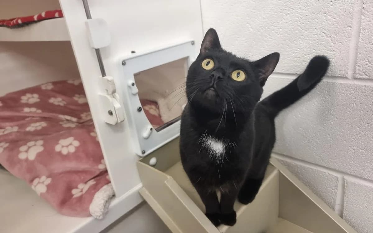 Jet, female young Mixed Breed Cat for adoption at SSPCA, Edinburgh