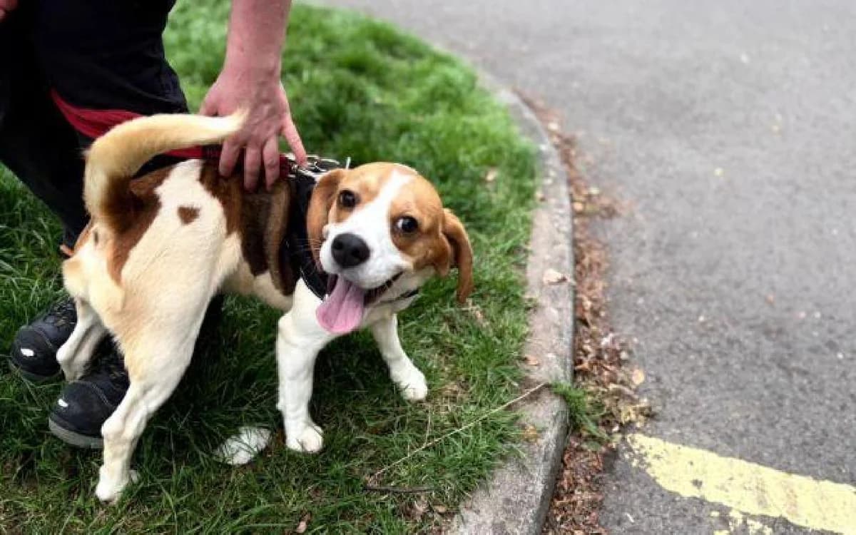 Fudge & Bridget, female young Beagle for adoption at SSPCA, Edinburgh
