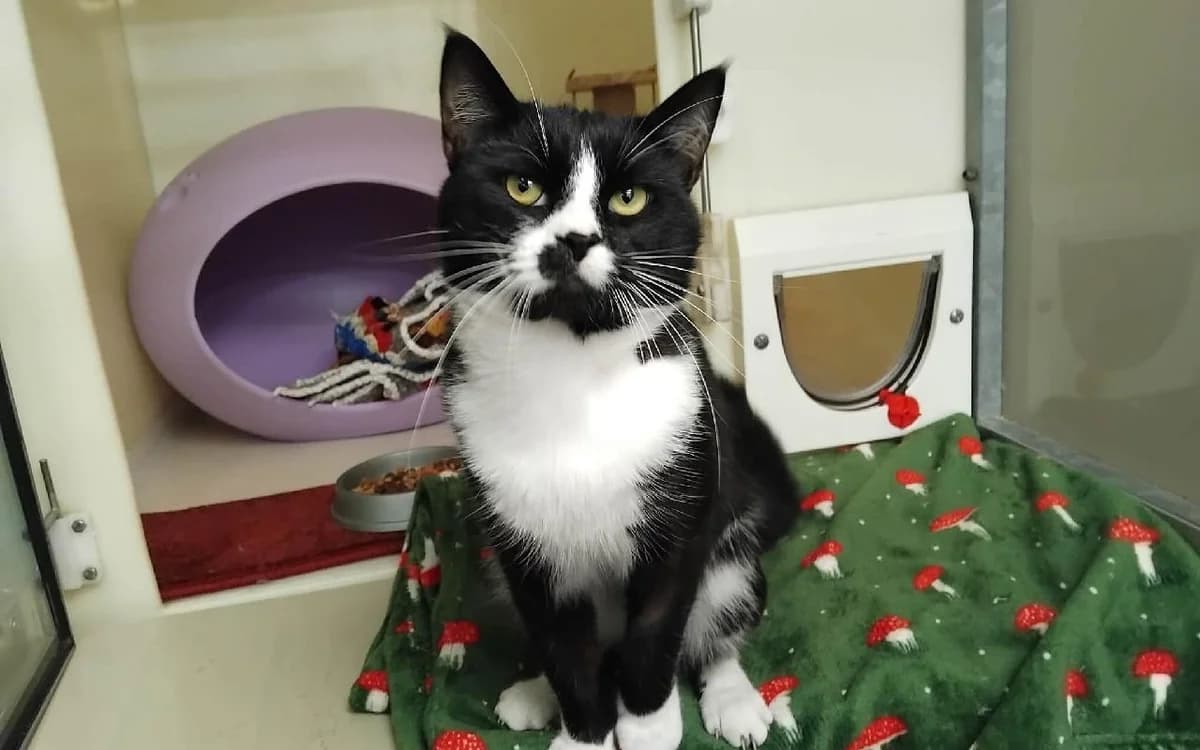 Cheese, male young Mixed Breed Cat for adoption at SSPCA, Edinburgh