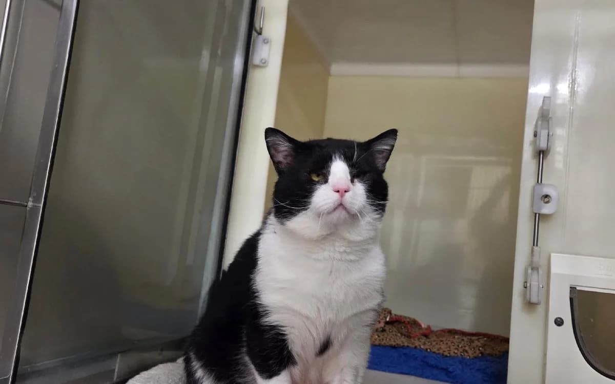 Bodhi, male senior Mixed Breed Cat for adoption at SSPCA, Edinburgh