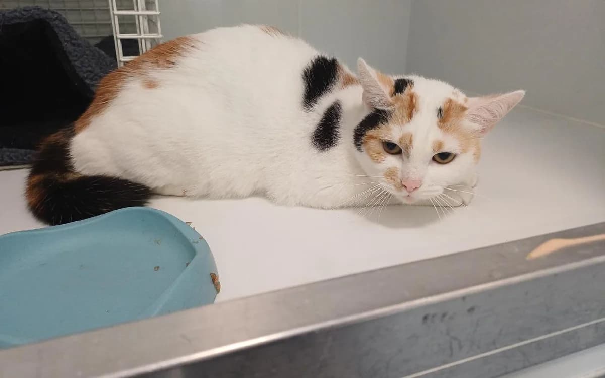 Wendy, female young Mixed Breed Cat for adoption at SSPCA, Edinburgh