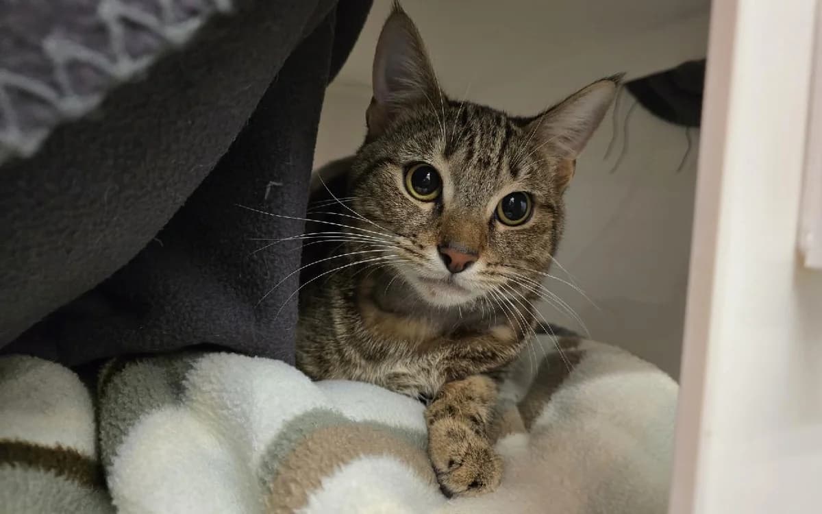 Dennis, male young Mixed Breed Cat for adoption at SSPCA, Edinburgh