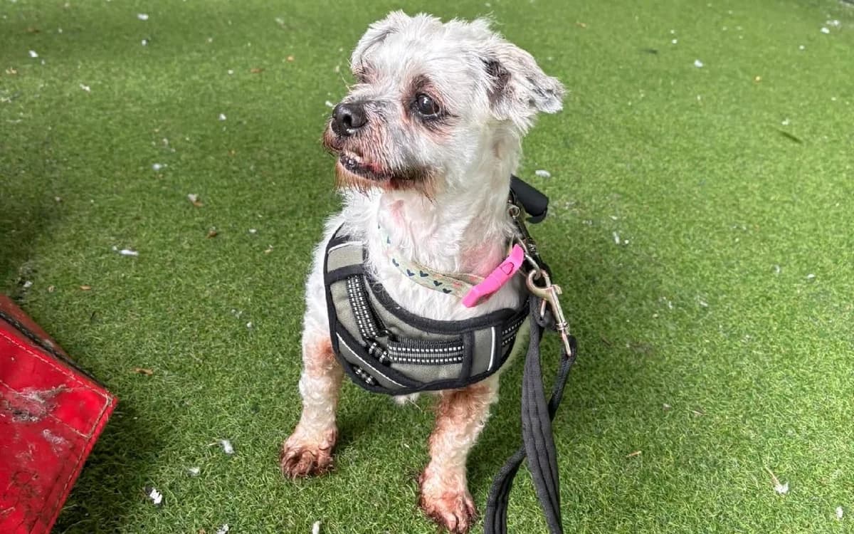 Fudge, male senior mixed breed for adoption at SSPCA, Edinburgh